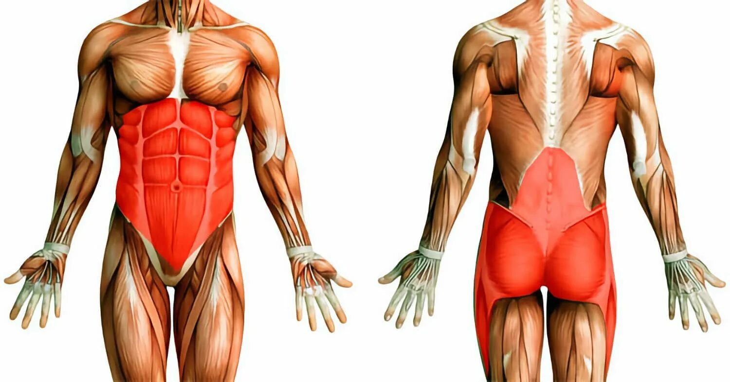 Мышцы кора анатомия. Мышцы стабилизаторы кора. Тренировка мышц кора. Мышцы стабилизаторы поясничного отдела позвоночника. Мышцы кора это что и тренировки для укрепления.