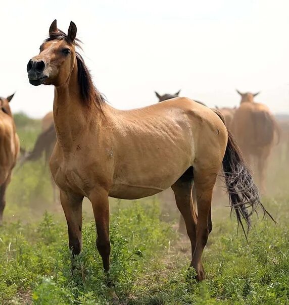Дикие жеребята. Лошадь гнедой мустанг. Дикая гнедая масть. Взрослая лошадь. Арабская лошадь гнедая.