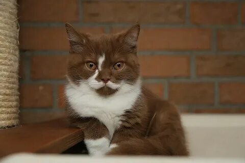 Шоколадно белый кот