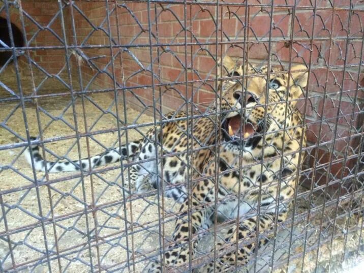Зоопарк первомайская ул 6 саранск фото Отели рядом с Зоопарк Саранска найдено 26 отелей.
