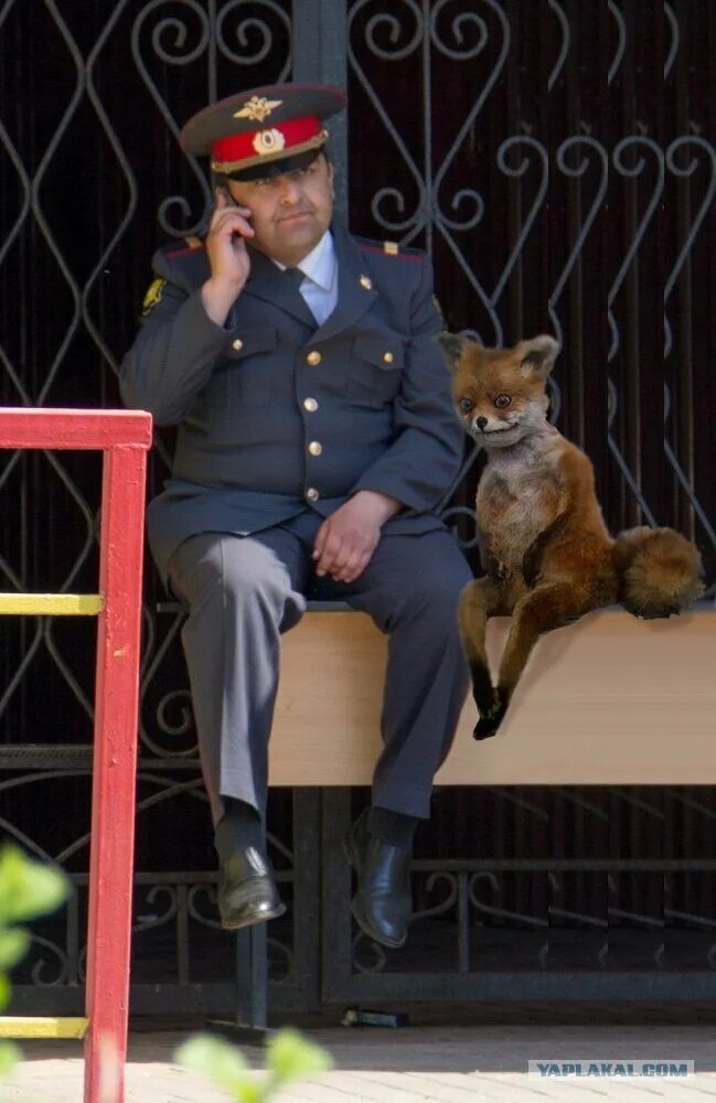 Fox police