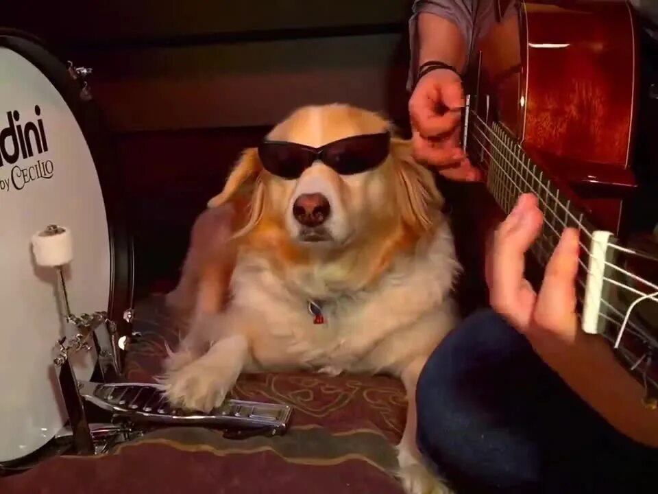 Музыка из top dog. Nasty dog song. Бинго собака порода. Бинго собака. A 2011 album featuring an dog on music.