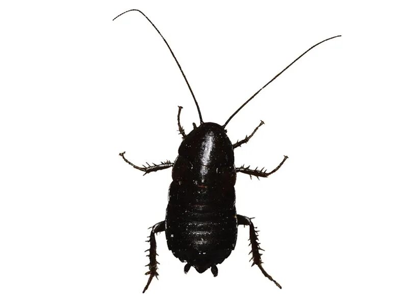 викторианские гравюры таракан.