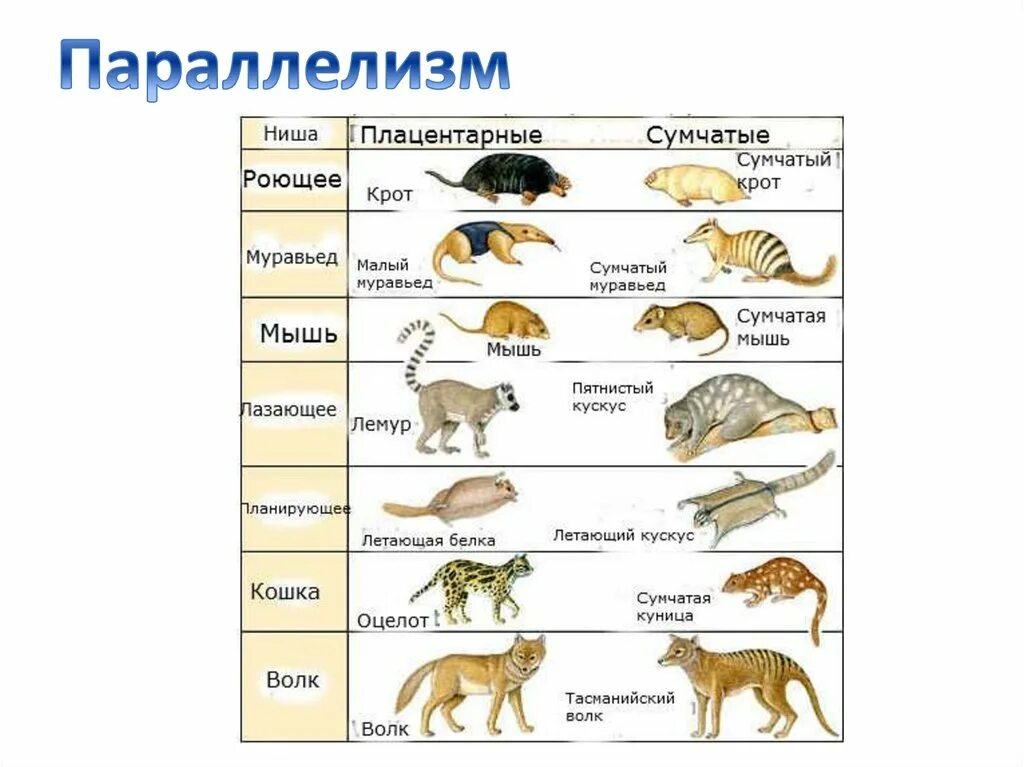 Какой тип развития характерен для лемура. Плацентарные животные примеры. Плацентарные млекопитающие примеры. Плацентарные звери представители. Планетарные млекопитающее.