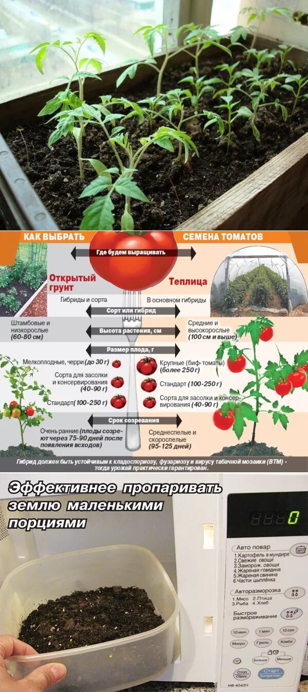 Рассада помидор. Посадка помидор на рассаду. Рассада помидор в открытом грунте. Помидоры рассада с описанием. Когда в этом году сажать рассаду помидоров