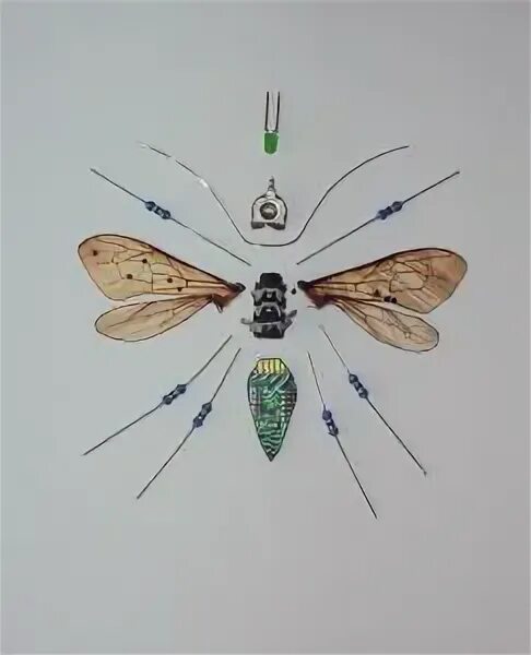 Bug project