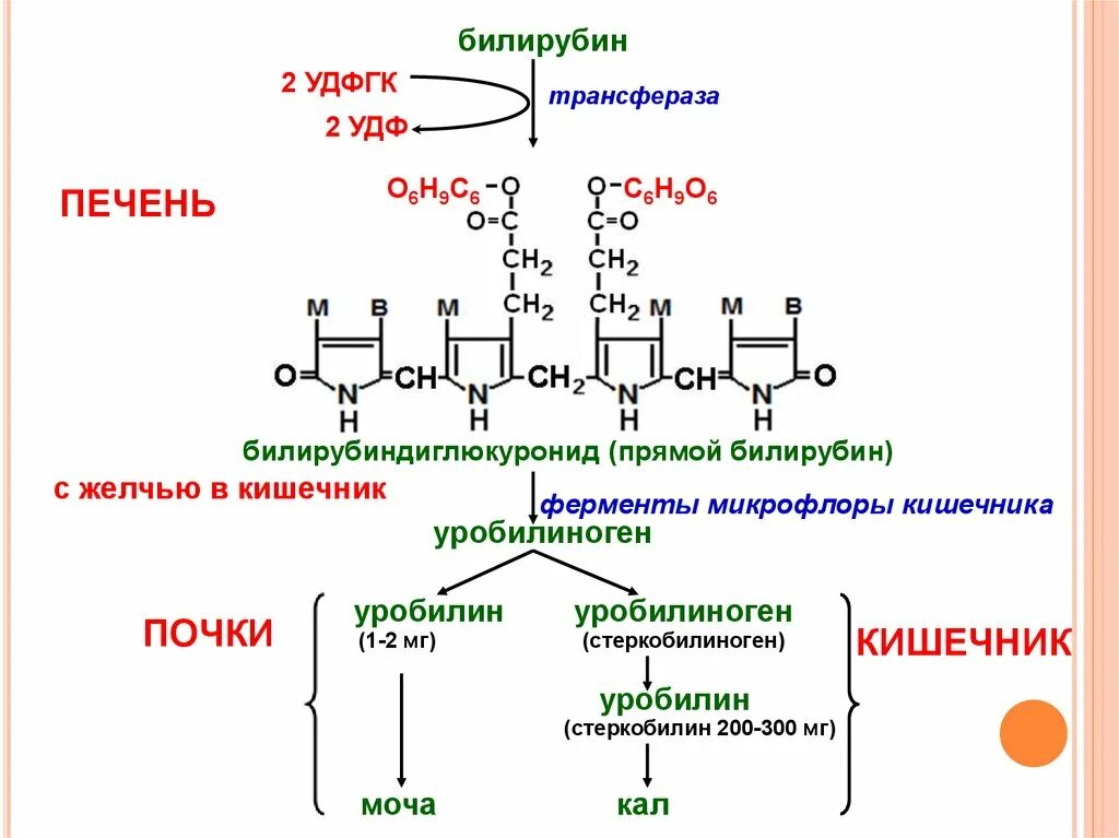 Билирубин. Уробилин и стеркобилин. Образование билирубина реакции. Фермент конъюгации билирубина. Реакции образования прямого билирубина.