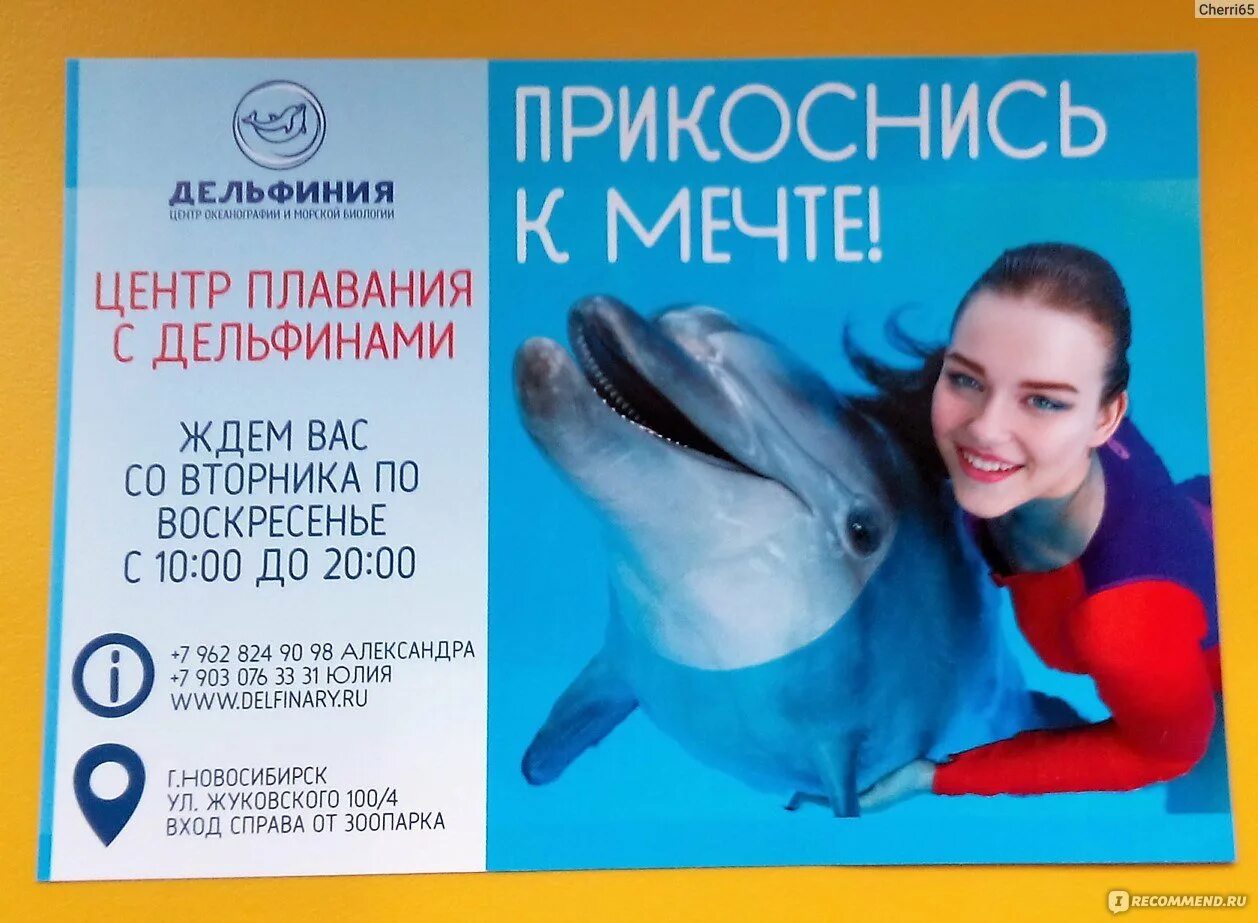 Дельфин ростов. Подарочный сертификат в дельфинарий новосибирск. сертификат в дельфинарий ростов на дону. подарочный сертификат на плавание с дельфинами. подарочный сертификат купание с дельфинами.