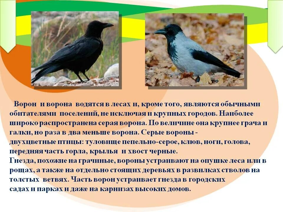 Ворон к какой группе относится. Вороны информация. серая ворона и ворон различия. описание серой вороны. ворона описание.