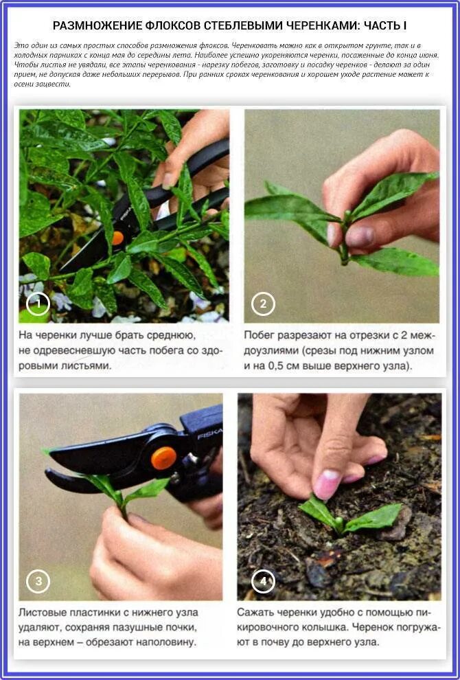 Флокс метельчатый корень. Размножение флокса листовыми черенками. Черенкуем многолетние флоксы. Размножение флоксов черенками. Черенкуем флоксы.