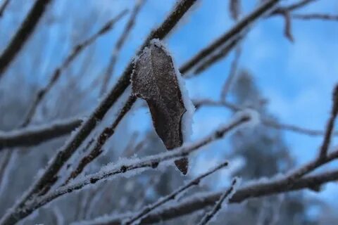 Январь синоптики