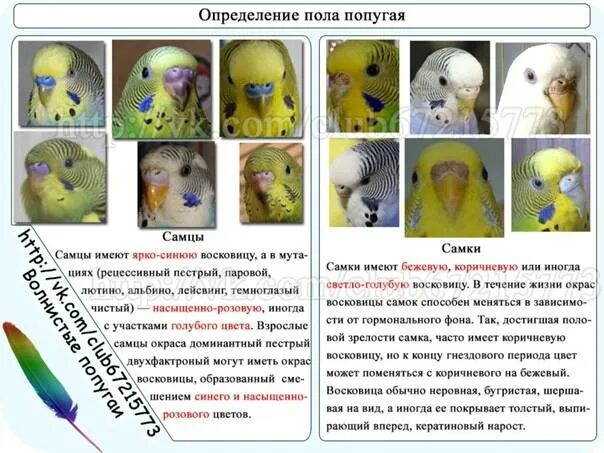 Как отличить волнистых попугаев самку. Восковица самца волнистого попугая. Восковица самочки волнистого попугая. Определить пол самца волнистого попугая. Как отличить самца от самки волнистого попугая в 1 месяц.