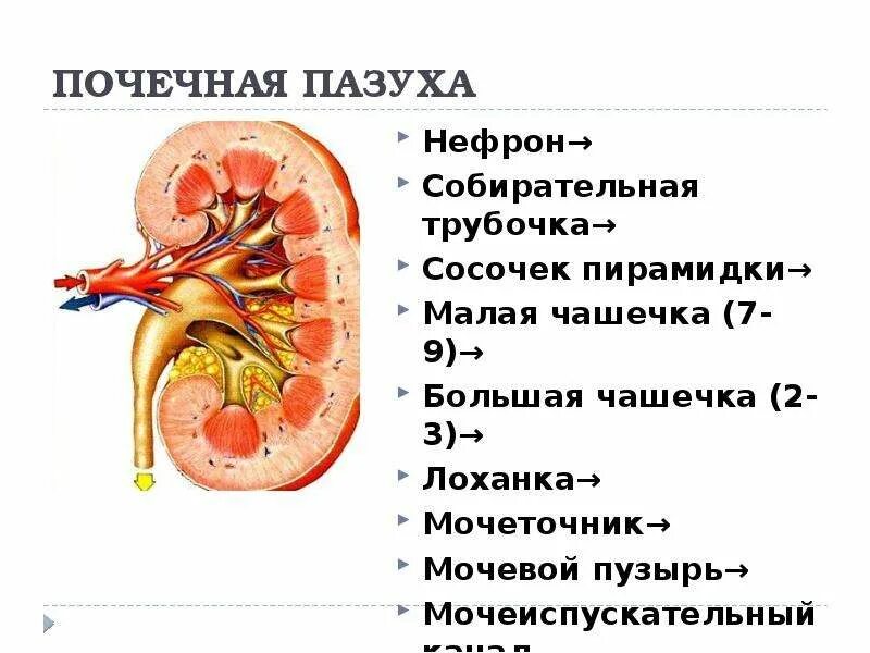 Лоханка где. Строение почки почечная лоханка. Строение нефрона почечная лоханка. Почка строение лоханки и чашек. Строение почки почечные чашечки.