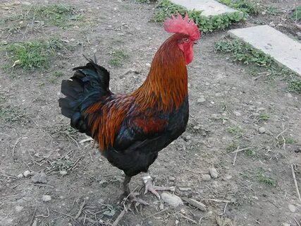 Черно медный