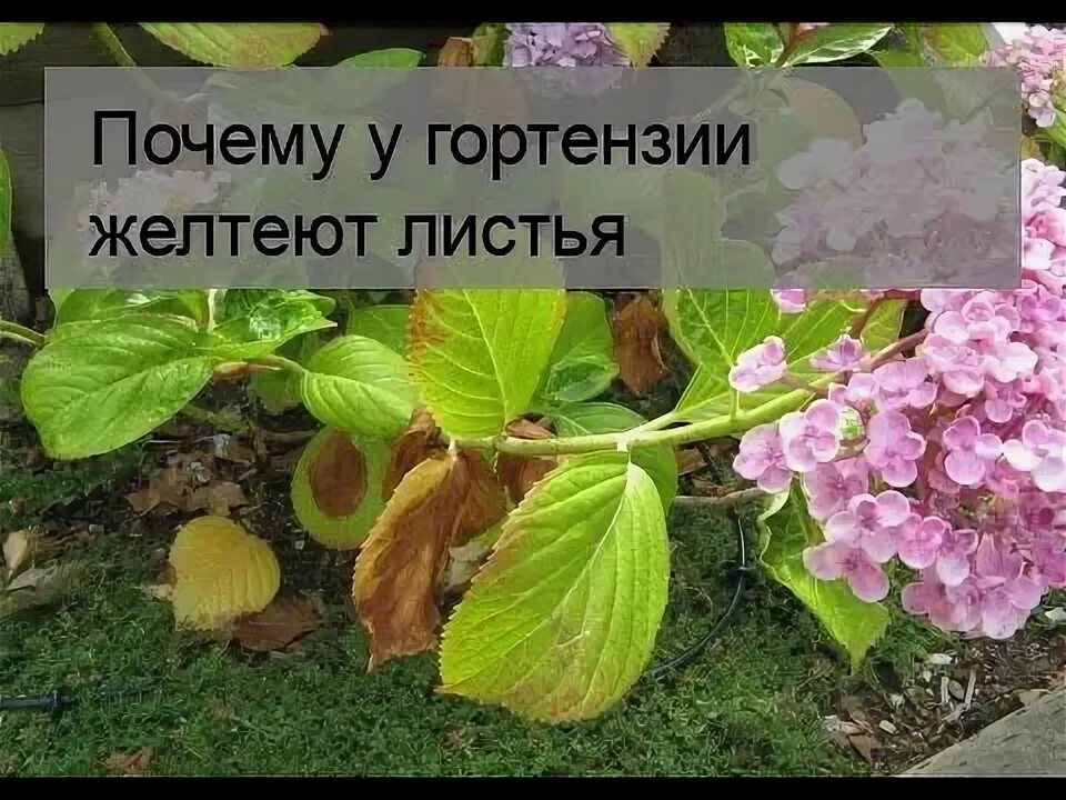 Желтеют листья у гортензии метельчатой в июле. У гортензии желтеют листья. пожелтели листья у гортензии.