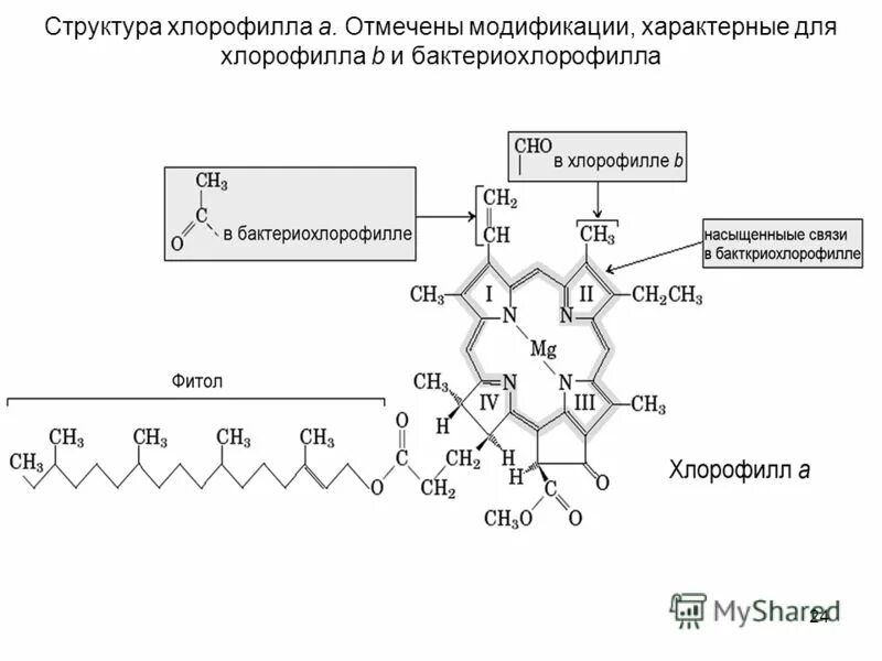 строение молекулы хлорофилла. хлорофилл формула химическая. структурный компонент хлорофилла. структурный компонент хлорофилла. порфириновое кольцо хлорофилла.