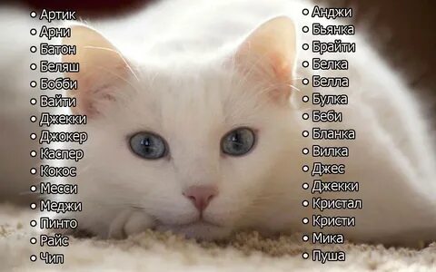 Имена для белых кошек девочек: 2 тыс изображений найдено в Яндекс Картинках