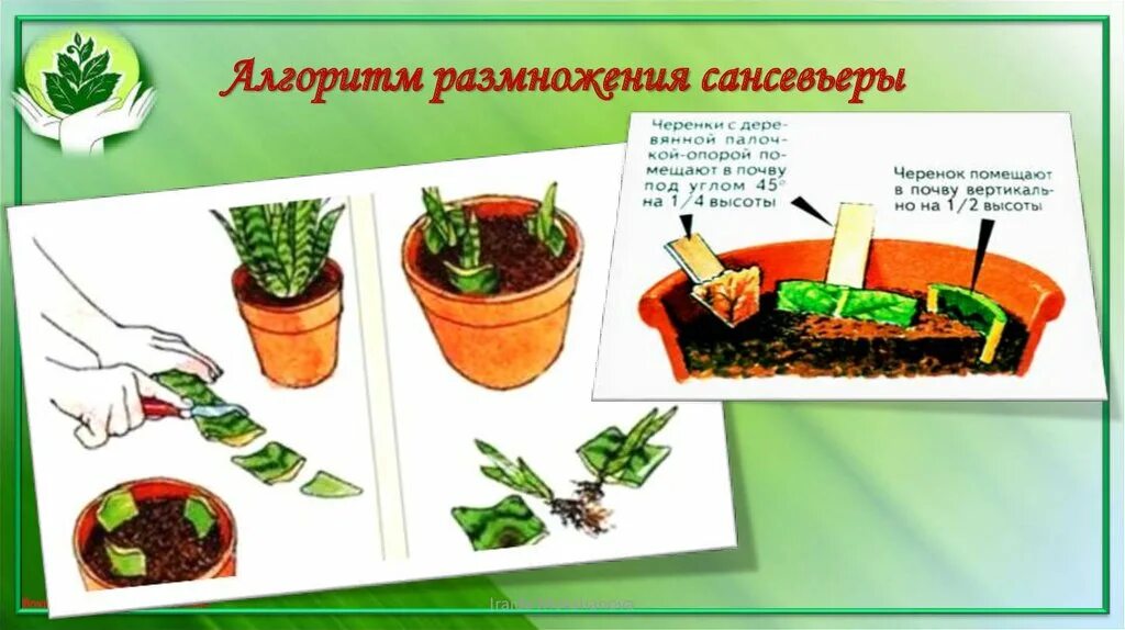 Способ размножения листовыми черенками. Вегетативное размножение сансевьеры. сансевьера вегетативное размножение. вегетативное размножение сансьера. размножение сансевьеры листовыми черенками.