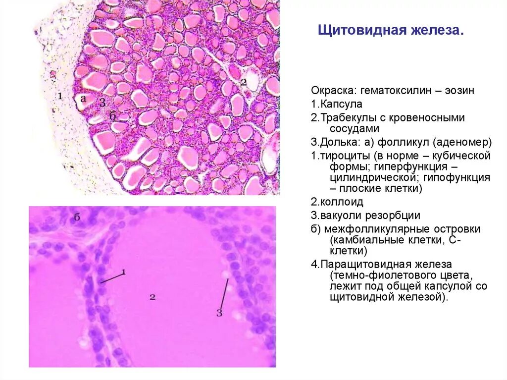 Гистология щитовидной железы