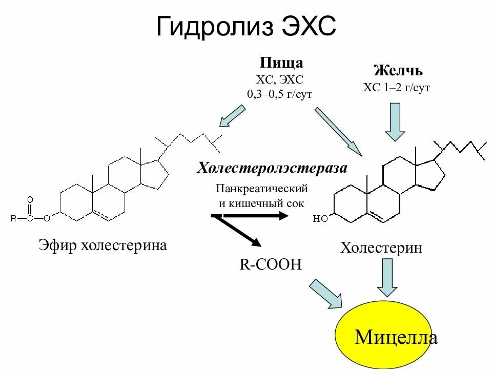 Гидролиз в пищеварении. Эфиры холестерола биохимия. Формула холестерола биохимия. Ферментативный гидролиз эфиров холестерина. Реакция гидролиза эфиров холестерола.