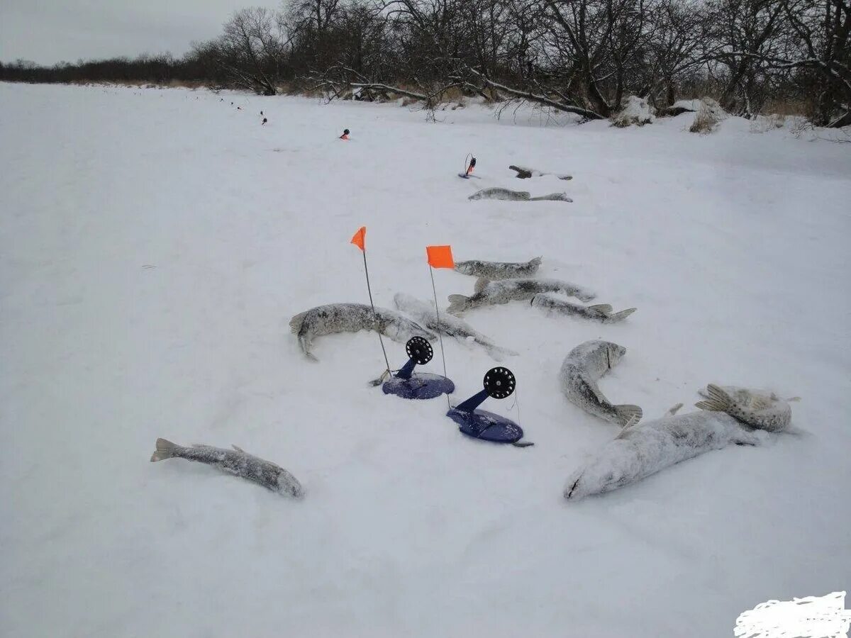На сколько жерлиц можно ловить зимой. Жерлица на щуку. ловля щуки на жерлицы. зимняя рыбалка. ловля зимой на реке на жерлицы.