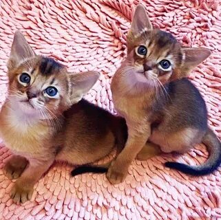 Кличка для абиссинской кошки