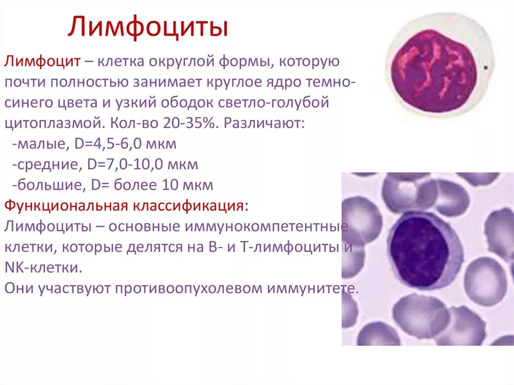 Лимфоциты строение и функции. Строение б лимфоцитов. Строение лимфоцитов в крови человека. Строение лимфоцита человека. Лимфоциты структура