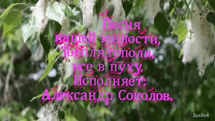 Тополь пух. Тополя песня. Тополя все в пуху. Тополя тополя все в пуху текст