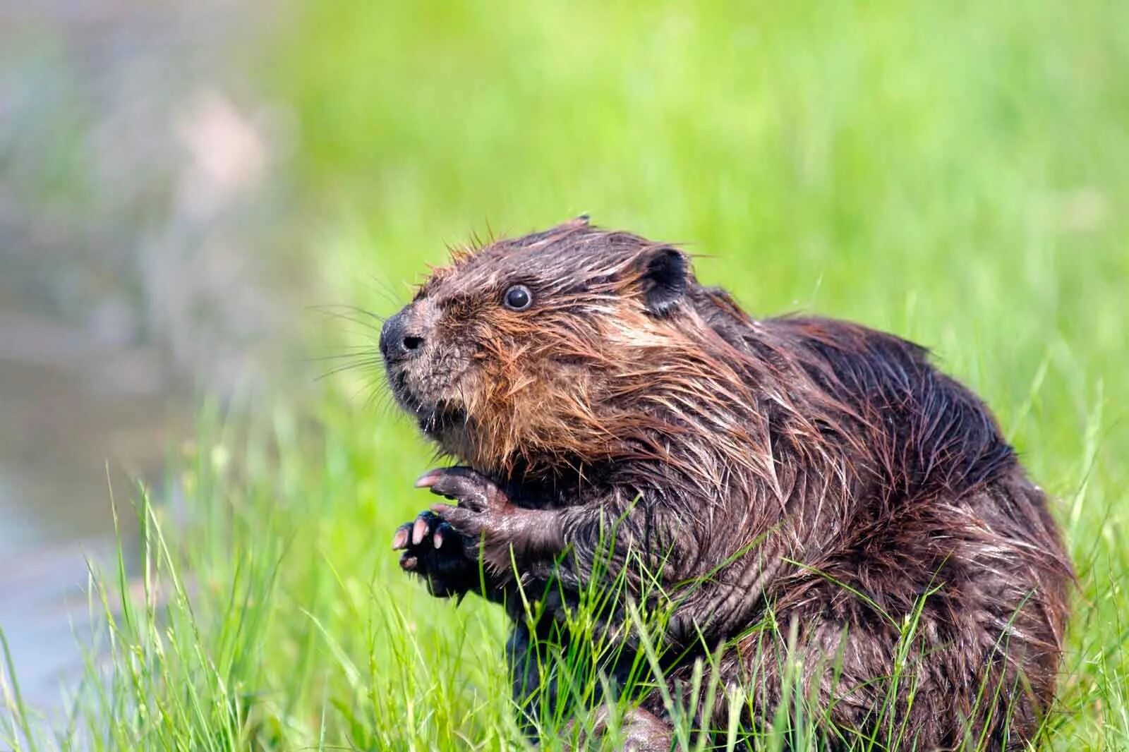 Бобры разумны. Канадский Бобр (Castor canadensis). Ондатра и бобер. Бобры ондатры выдры. Бобр Речной обыкновенный.