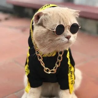 Покажи крутого кота