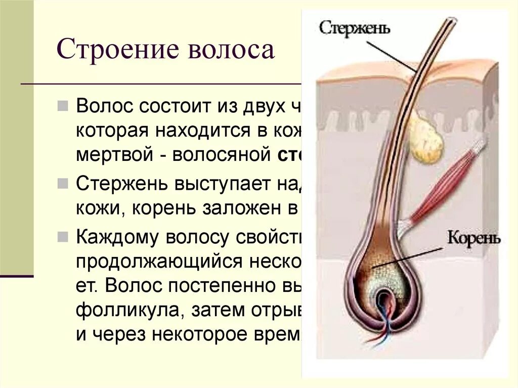 Строение волоса стержень и луковица. Волосяной фолликул рисунок. Строение луковицы волоса человека. Строение кожи волосяной фолликул.