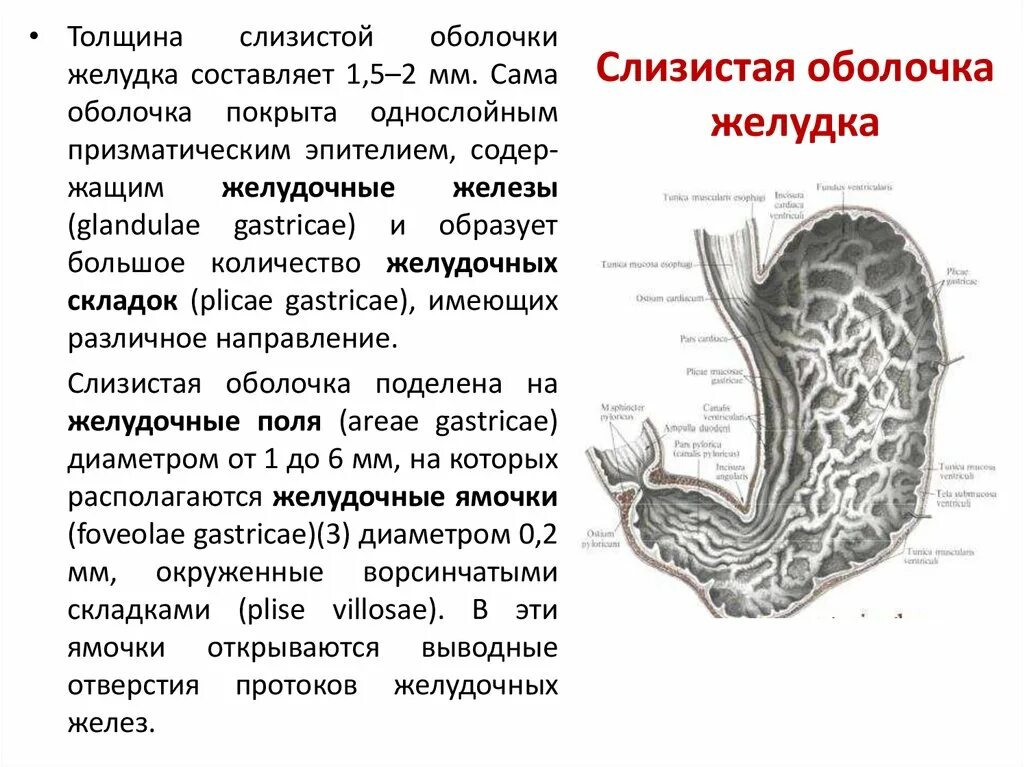 Функция оболочек желудка. Строение слизистой оболочки желудка. Слизистая оболочка желудка строение. Строение слизистой оболочки полости желудка. Структура слизистой оболочки желудка.