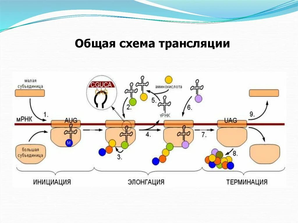 Инициация элонгация терминация схема. Этапы трансляции биосинтеза белка инициация элонгация терминация. Схема процесса трансляции биология. Схема процесса транскрипции инициация. Инициация белка