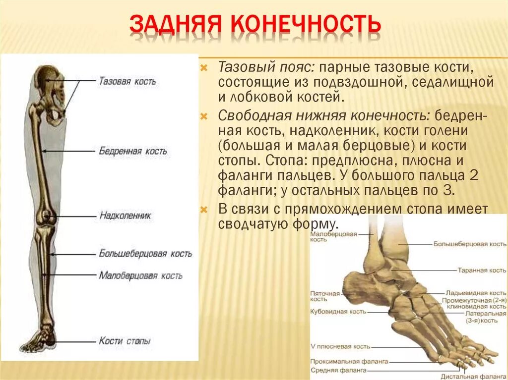 Нижняя конечность ноги. Скелет нижней конечности анатомия. Скелет свободной нижней конечности кости стопы. Пояс нижних конечностей анатомия строение. Нижние конечности анатомия кости стопы.
