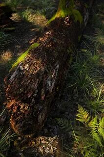 Unreal engine megascans