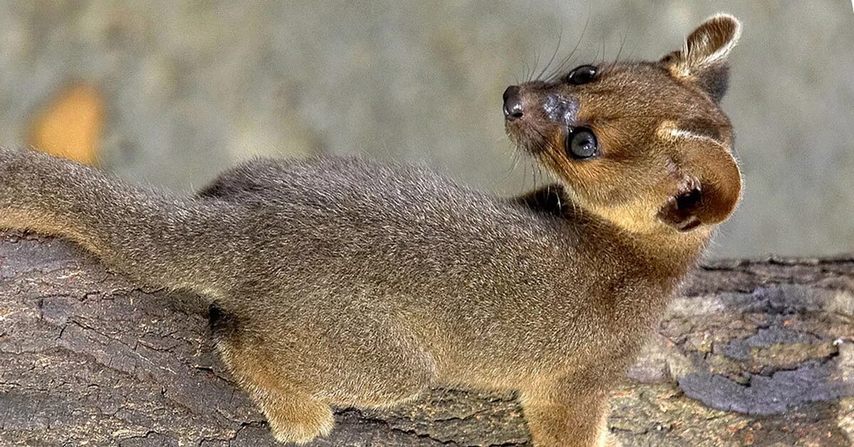 Animals posting. Фосса(мадагаскарский Лев). Фосса эндемики Мадагаскара. Остров Мадагаскар животные Фосса. Фосса животное фото.