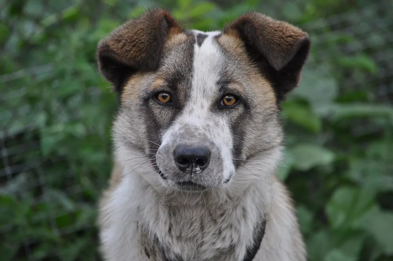 Dog village. Собака дворняжка. Крупные дворняги. Пес дворняга. Красивые дворняжки.