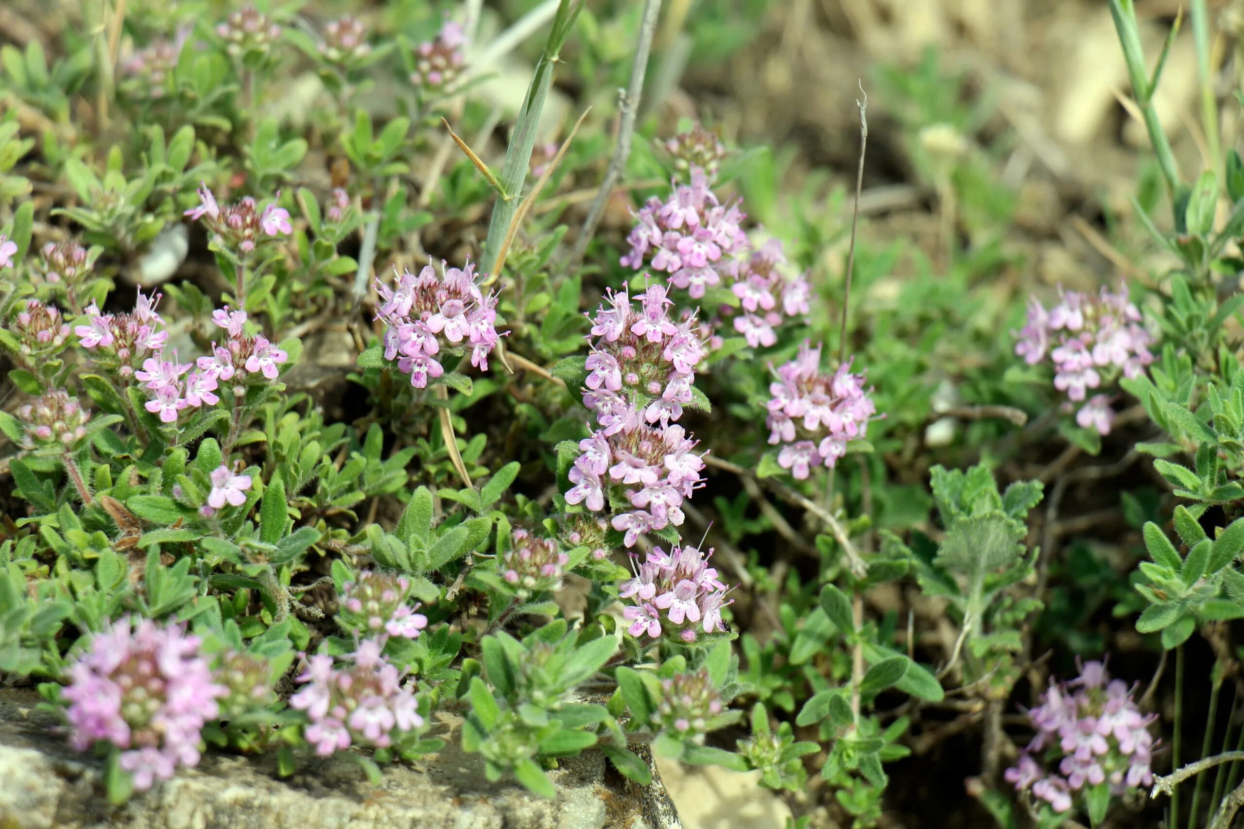 Тимьян ползучий (thymus serpyllum). Тимьян средиземноморский. Чабрец тимьян обыкновенный. Тимьян блошницевидный. Тимьян ползучий (thymus serpyllum).