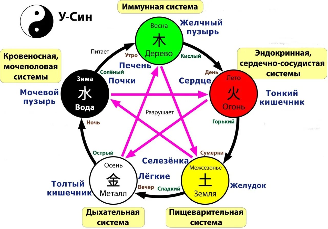 5 элементов человека. Теория Усин 5 стихий. Теория Усин китайская. Система у син 5 элементов. Усин китайская философия.