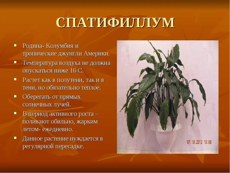 Спатифиллум характеристика. Спатифиллум характеристика