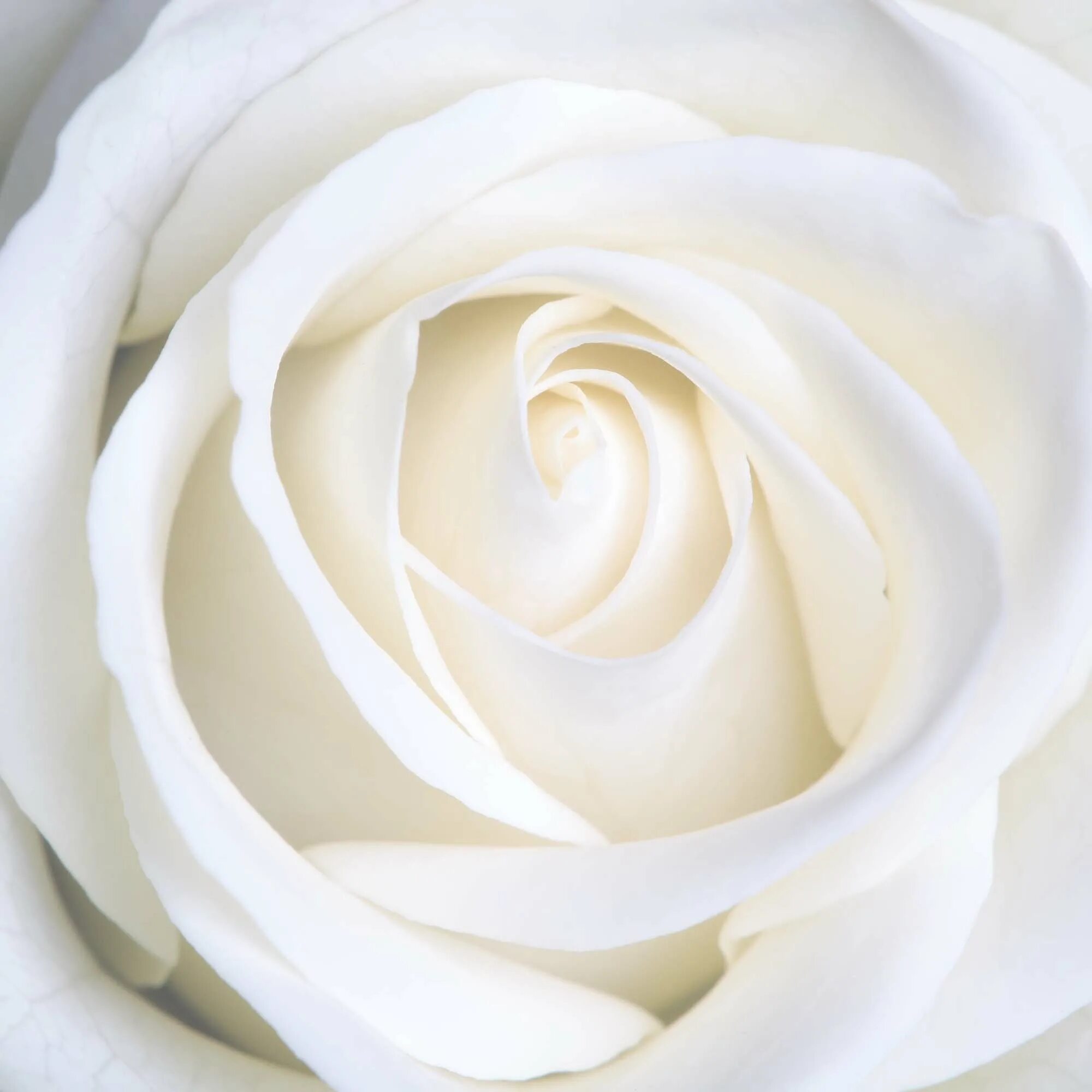 Белых в. "цвета". Фотообои розы. Белоснежный цвет. Белые цветы.