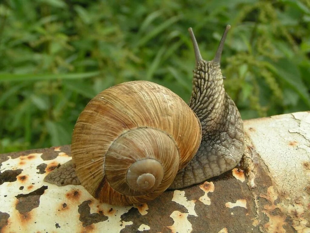 Улитки длинные. Улитка Мариза. Улитка Priotrohatella stellata. Улитка Арахнида. Улитка колумбелида.