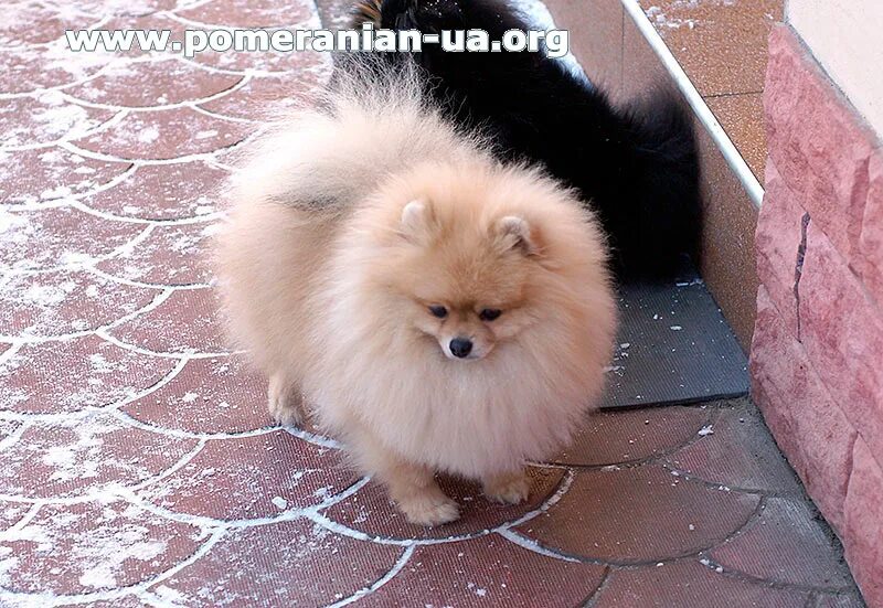 Одетый шпиц. Померанский шпиц арчи. Шпиц в одежде. Померанский шпиц зимой. Вельш шпиц.