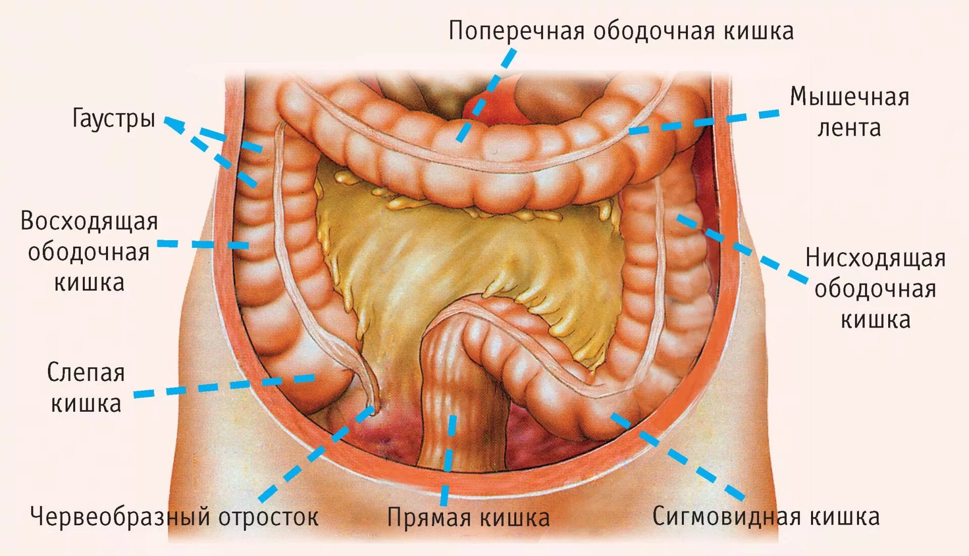 Картинки сигмы. Отделы поперечно-ободочной кишки. Ободочная кишка это толстый кишечник. Слепая кишка поперечно-ободочная. Сигмовидная Толстого кишечника.