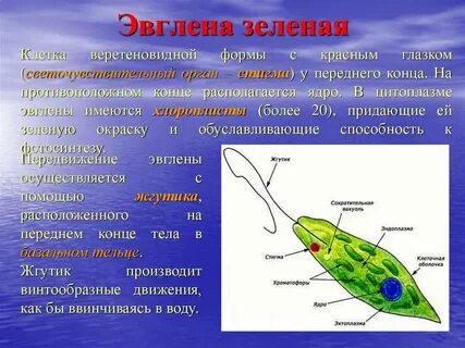 Эвглена зеленая какой хлорофилл