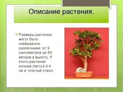 Денежное дерево доклад