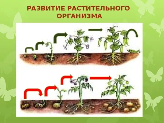 Развитие организма растения. Схема развития растений. Этапы развития в жизни растения. Фазы роста организма.