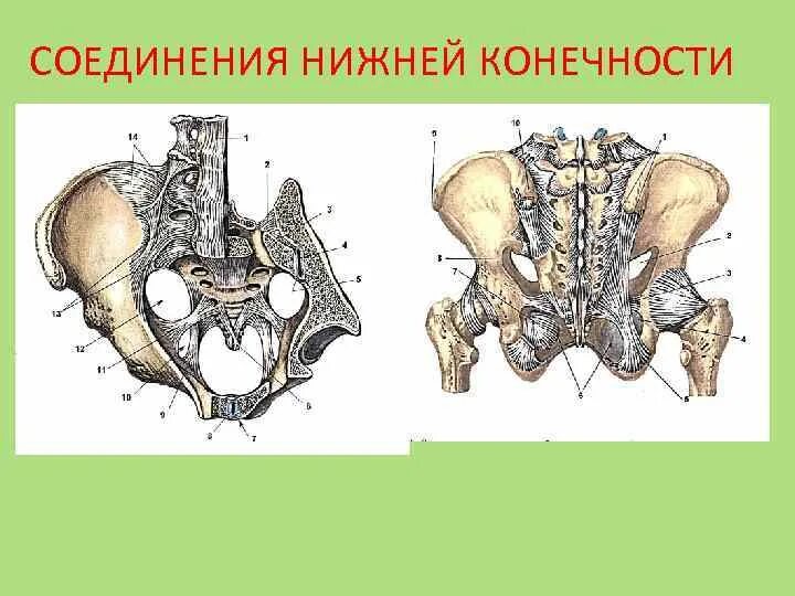 Кости нижней конечности Тип соединения. Соединение костей нижней конечности. Соединения пояса нижних конечностей. Соединения пояса нижних конечностей вид спереди.