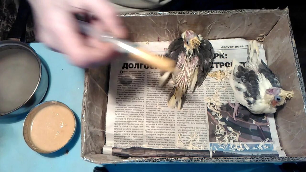 Выкармливание птенцов попугая. Смесь для птенцов корелл. как кормить птенцов корелл. как попугаи кормят птенцов. дозировка выкармливания птенцов кореллы.