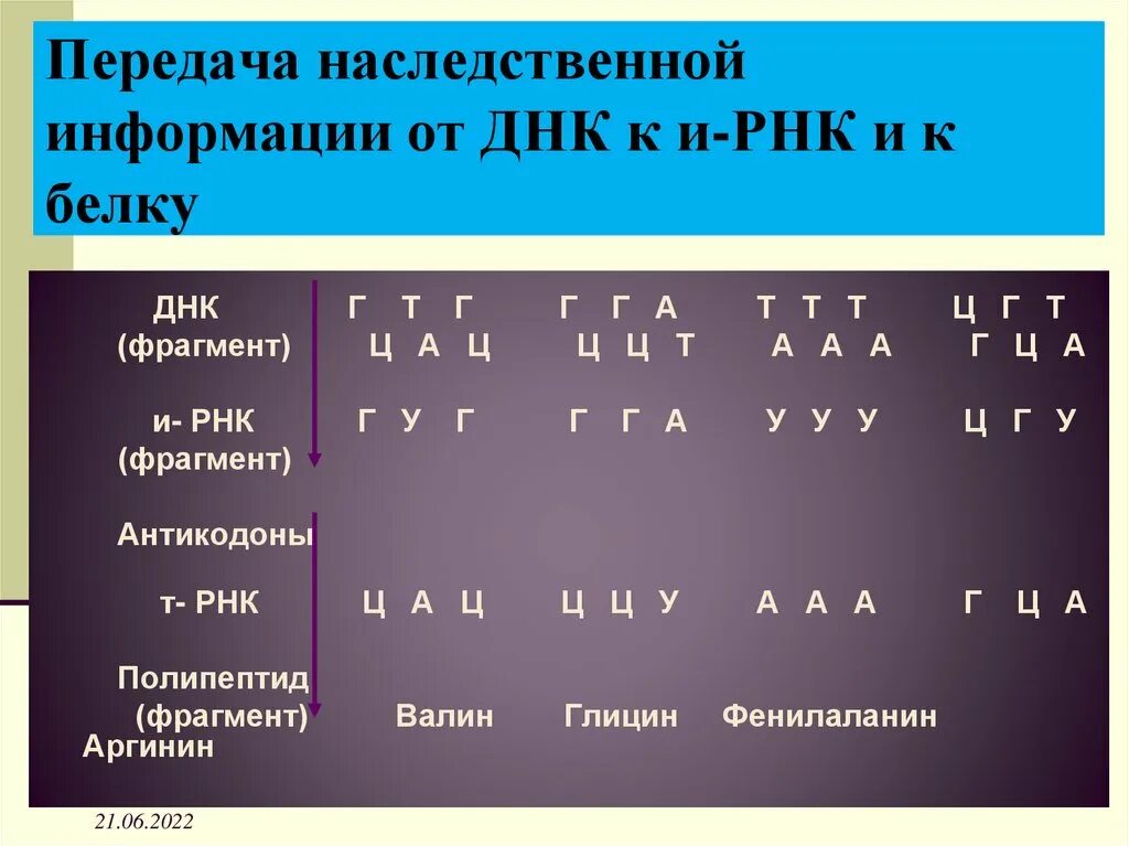 Число нуклеотидов в днк и рнк. Таблица ДНК И РНК ТРНК. Принцип комплементарности ДНК И РНК. Комплементарность ДНК И РНК ТРНК. Принцип комплементарности ДНК И РНК ТРНК.